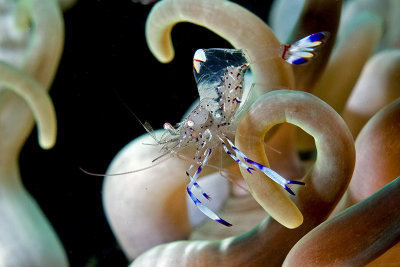 Partner Shrimp(Ancylomenes holthuisi)