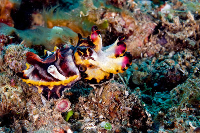 Flamboyant Cuttlefish
