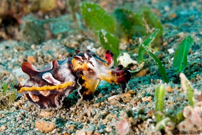  Flamboyant Cuttlefish