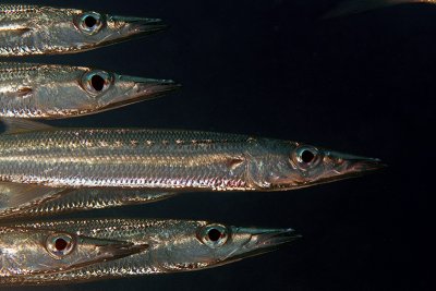 Barracudas