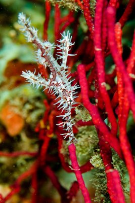 Ghost pipefish