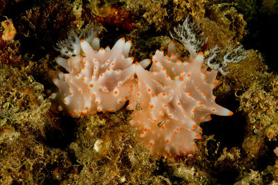 Mating Nudibrasnches