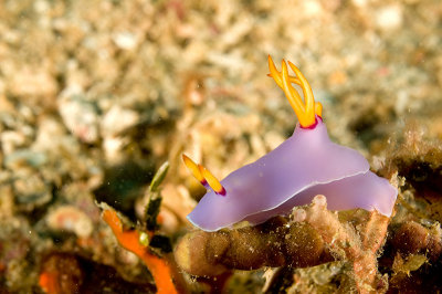 Nudibtranch