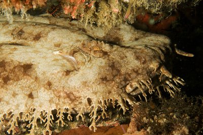 Tasseled Wobbegong