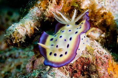 Nudibranch