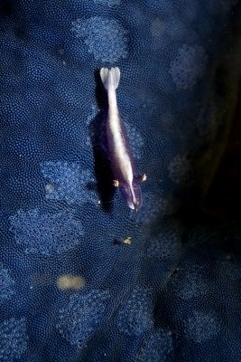  Commensal Shrimp (Periclimenes Soror) on a blue Starfish