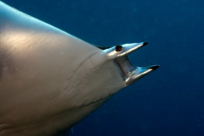 Mobula Ray