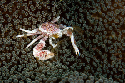 Percelain Crab