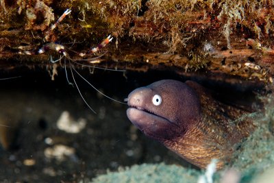 Moray Eel and a friend