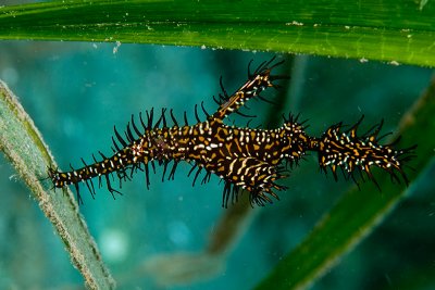 Ghost Pipefish