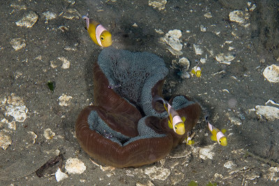 Saddleback clownfish (Amphiprion polymnus)