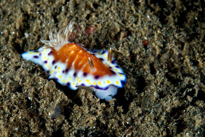 Nudibranch