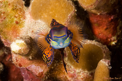 Mandarin Fish