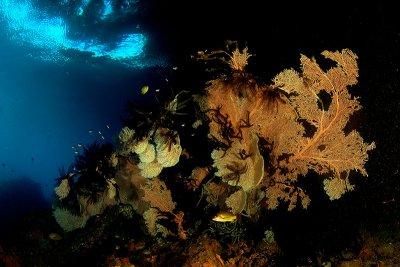 Gorgonias Under the Jongle