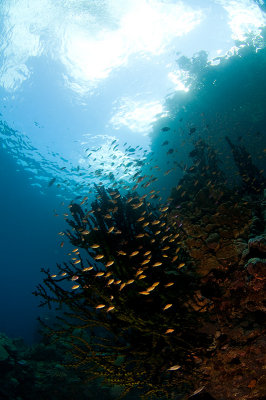 Corals Under the Jongle