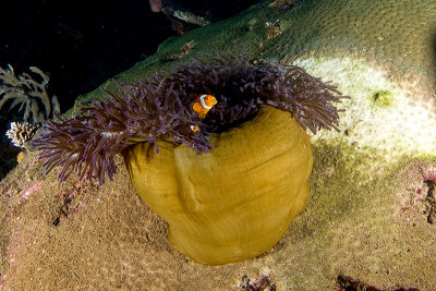 Ocellaris clownfish (Amphiprion ocellaris)