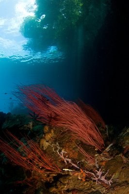 Corals Under the Jongle