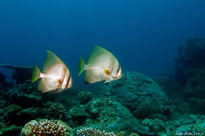 Batfish