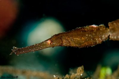 Ghost Pipefish