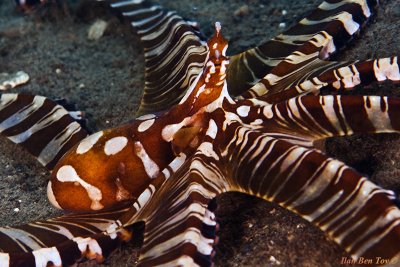 wonderpus octopus (Wunderpus photogenicus)