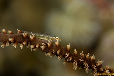 Blenny on a wire coral