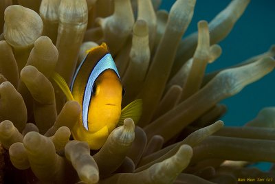 Red Sea Clownfish (Amphiprion bicinctus)