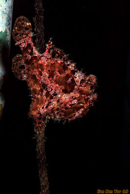 Frogfish