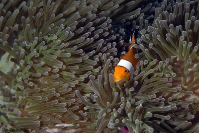 Ocellaris clownfish (Amphiprion ocellaris)