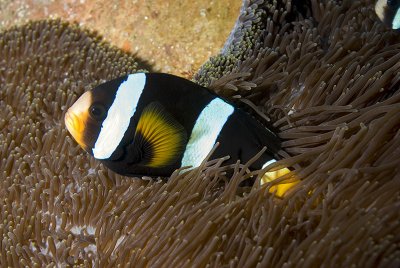 Clark's Anemonefish (Amphiprion clarkii)