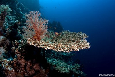 Coral formation in Panorama reef