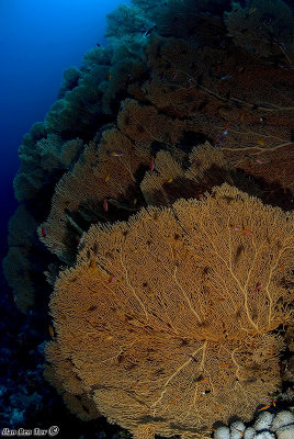 Gorgonias in Panorama reef