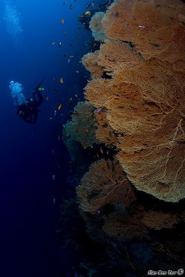 Gorgonias in Panorama reef