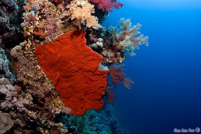 Soft corals and red sponge