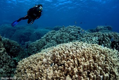 Coral gardens