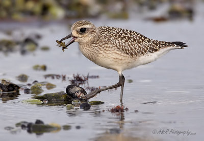 Black bellied Plover 3 pb.jpg