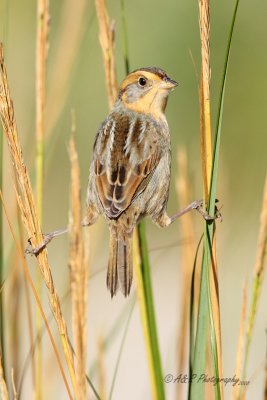 Sharp-tailed sparrow.jpg