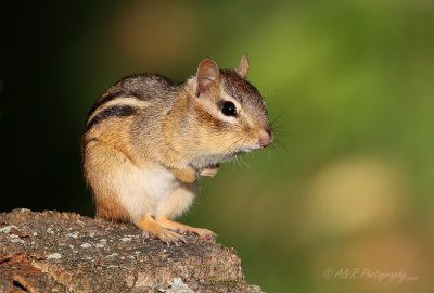 Chipmunk 102pb.jpg