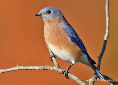 Eastern Bluebird pb.jpg