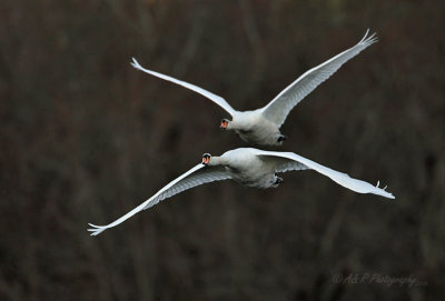 Swans pb.jpg