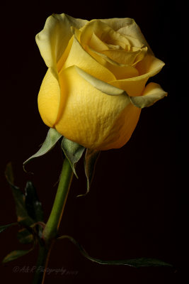 Yellow Rose pb.jpg