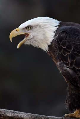 Bald Eagle pb.jpg