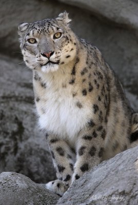 Snow Leopard pb.jpg