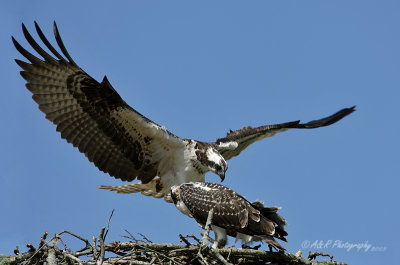 Osprey nesting pair pb.jpg