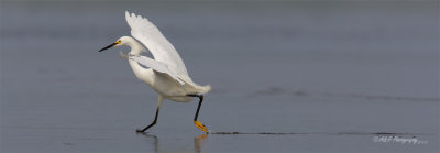 Snowy Egret pb.jpg