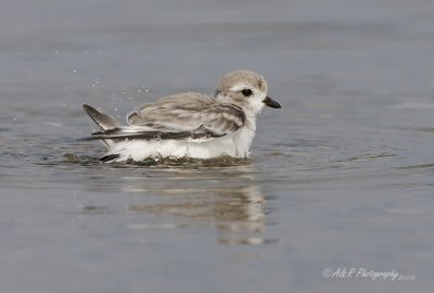 Piping Plover pb.jpg