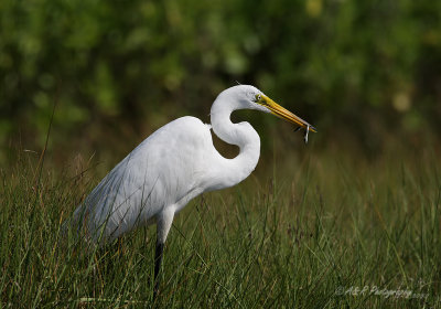 Great Egret with a catch pb.jpg