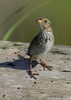 Saltmarsh Sharp-tailed Sparrow pb.jpg