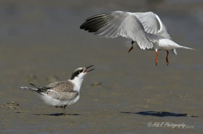 Common Terns pb.jpg