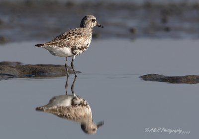 Black Bellied Plover pb.jpg