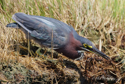 Green Heron pb.jpg